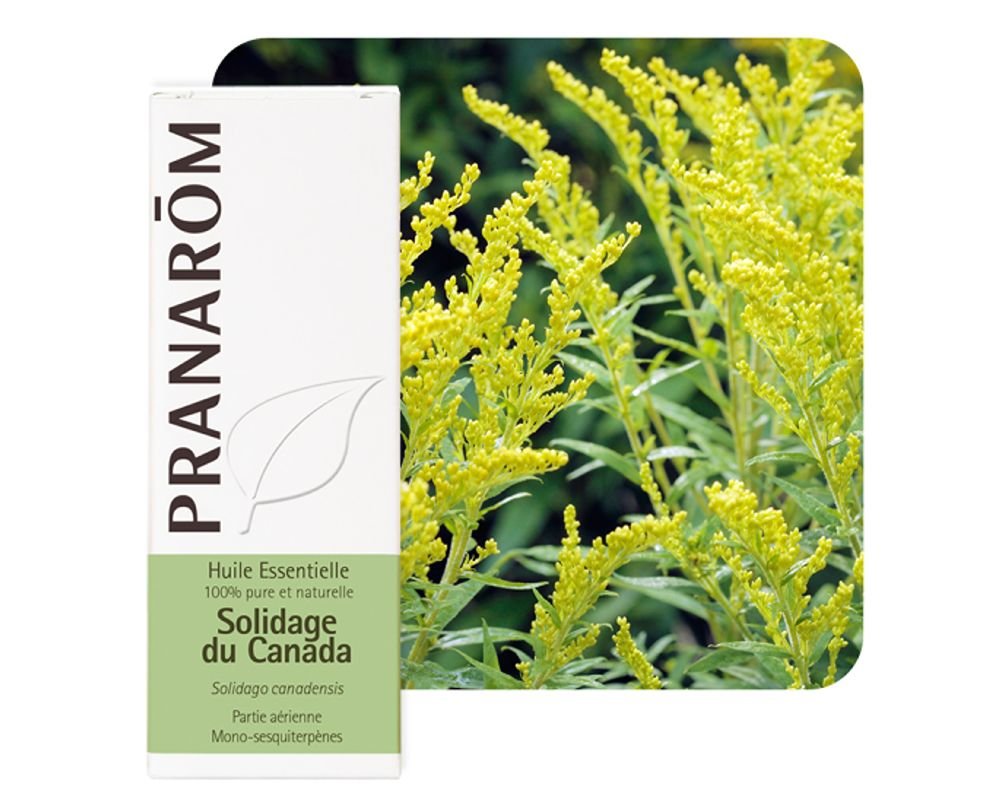 【プラナロム】　ゴールデンロッド/ソリダコ　精油　（エッセンシャルオイル）　 Solidago Canadensis 5ml