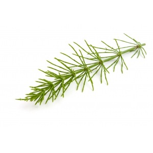 【エルボリステリア】 ホーステール (スギナ) メディカルハーブティー Plere (Equisetum arvense) <日々の元気と骨、髪、爪の強化に> オーガニック 100g 【HERBORISTERIE】 BIO