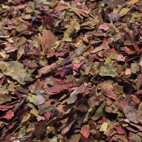 【エルボリステリア】　BIO　赤ブドウの葉　（レッドワインリーフ） メディカルハーブティー　Vigne rouge (Vitis viniferaL.) ＜脚のむくみ、血液循環サポートに＞　【VIGNE ROUGE】　100g