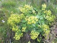 【HERBIOLYS（エルビオリス）】　BIO　アルケミラ　Alchemille commune　ハーブチンキ　（マザーティンクチヤー）　＜オーガニック＞☆胃腸機能、月経周期の調節に☆　50ml