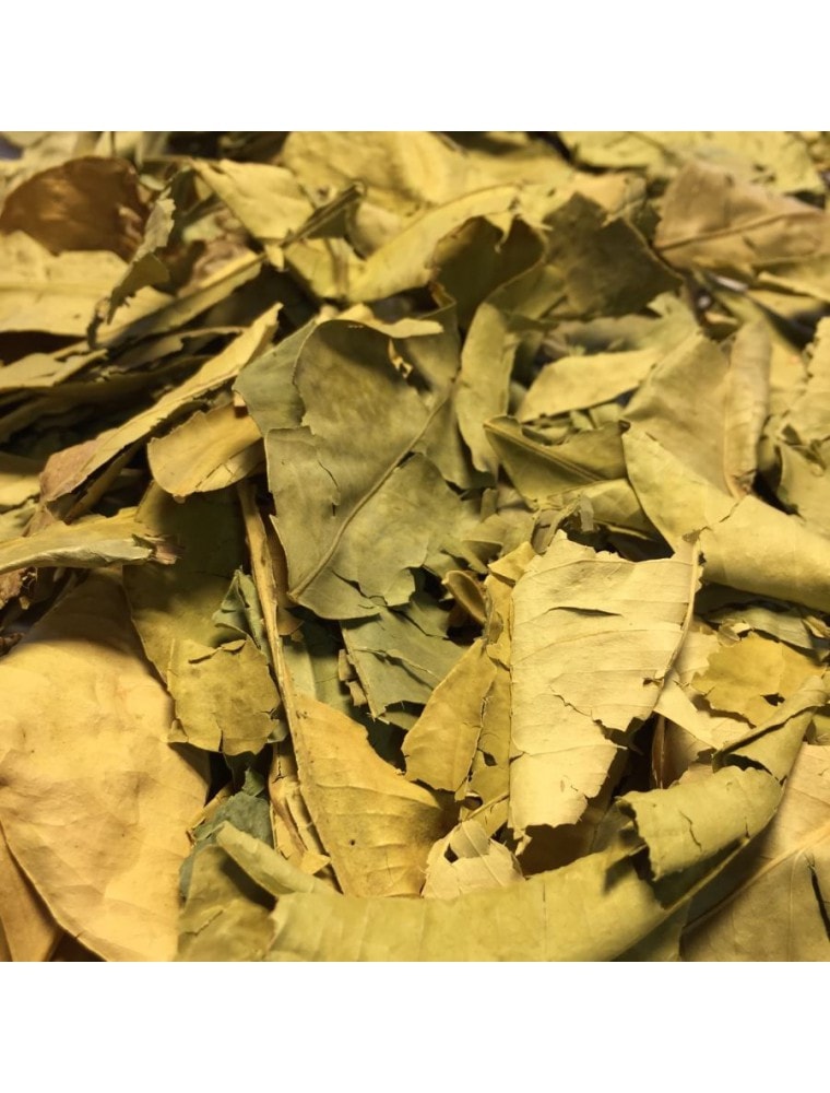 【HERBORISTERIE（エルボリステリア）】 　BIO 　オレンジの木　/　ダイダイ　葉　（全草）　メディカルハーブティー　＜リラックス、睡眠促進に＞Citrus aurantium L.　【ORANGER BIGARADIER - feuille entier】　50g