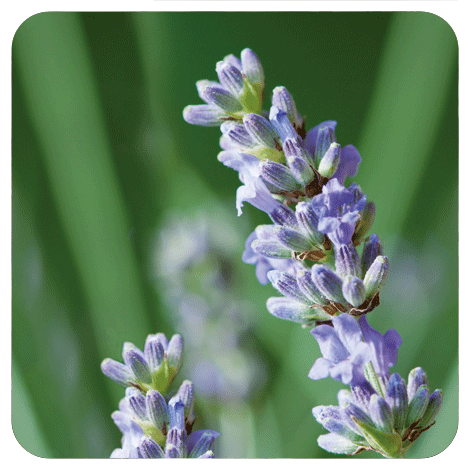 ラベンダー アングスティフォリア 真正ラベンダー Aop お得な2本セット Lavandula