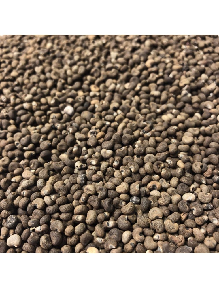 【HERBORISTERIE（エルボリステリア）】 アンブレット/トロロアオイモドキ　（種子）　メディカルハーブティー　100g　＜消化機能＞　【Ambrette - Graines 100g - Tisane Hibiscus abelmoschus.】