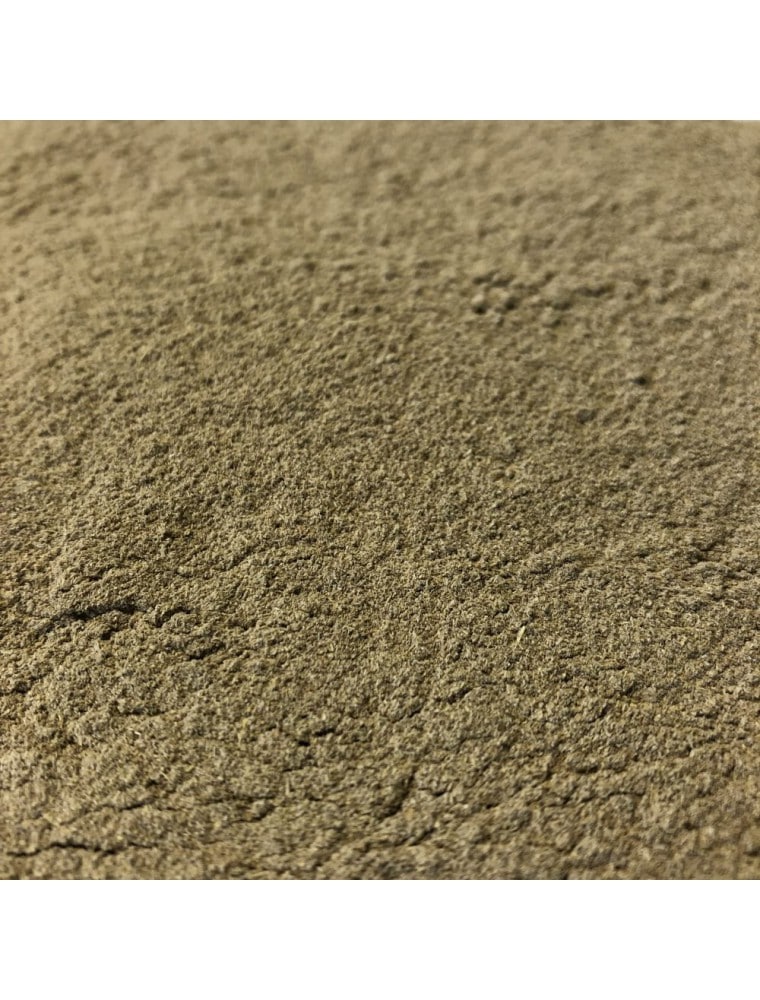 【HERBORISTERIE（エルボリステリア）】　アンジェリカ/セイヨウトウキ　メディカルハーブティー　(根　粉末）　100g　BIO　＜消化機能・活力＞　【Angelique Bio - Racine poudre 100g - Tisane d'Angelica archangelica L.】