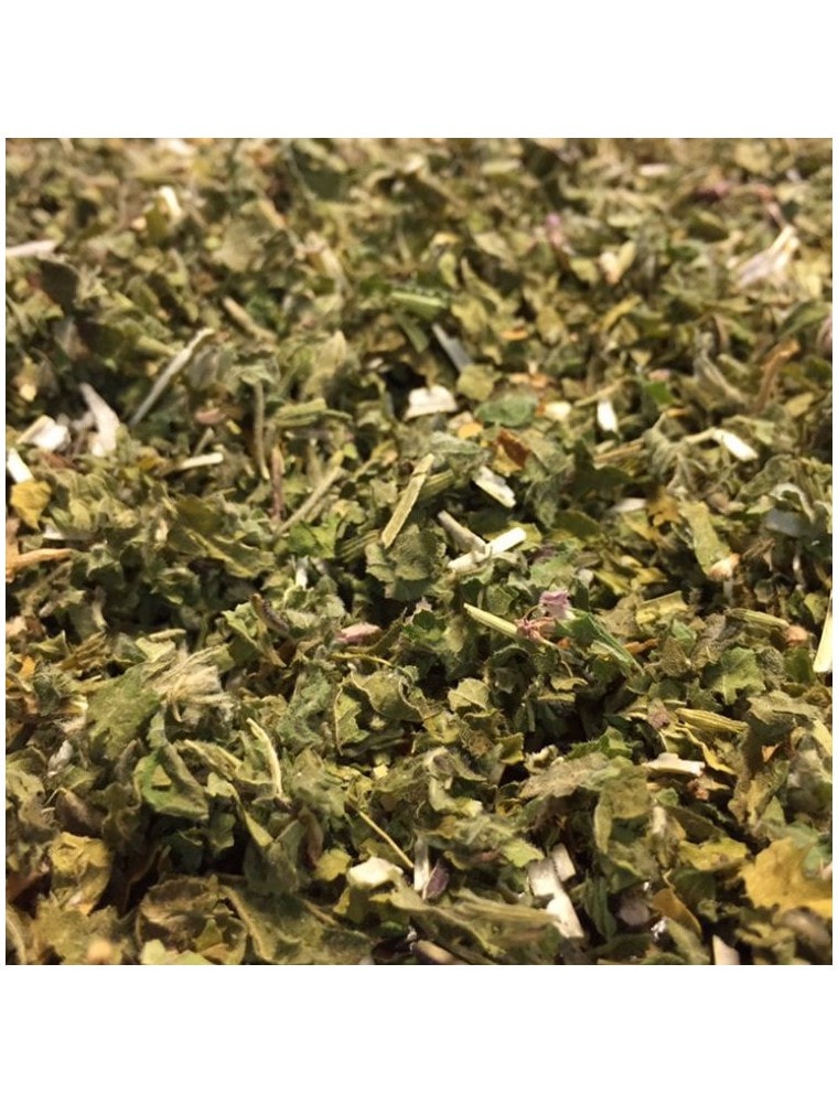 【HERBORISTERIE（エルボリステリア）】　　ブラックホアハウンド　メディカルハーブティー　(全草　根以外）　100g　BIO ＜不安解消・睡眠＞　【Ballote fetide Bio - Partie aerienne coupee 100g - Tisane de Ballota nigra】