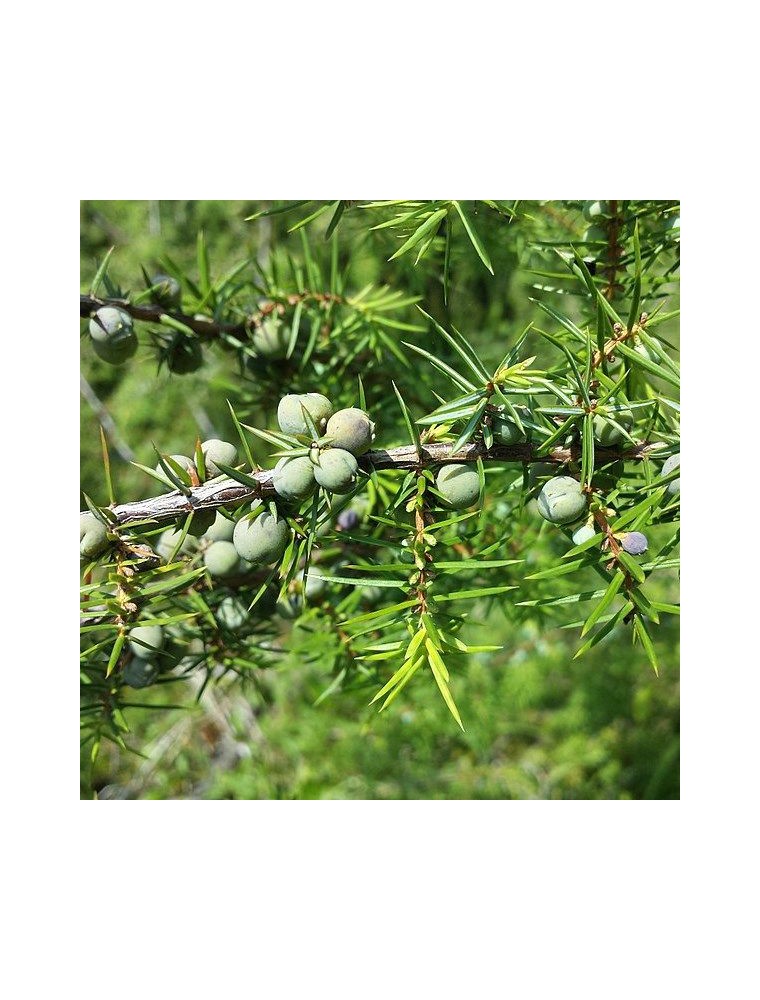 【アルファジェム】　ジュニパー　ジェモレメディ 　《関節ケア、肝臓の浄化、痩身に》 濃縮タイプ・約3か月分 【50mlサイズ】  （植物単体） Genevrier BIO 【Genevrier Macerat de jeunes pousses Bio - Juniperus communis - Alphagem】