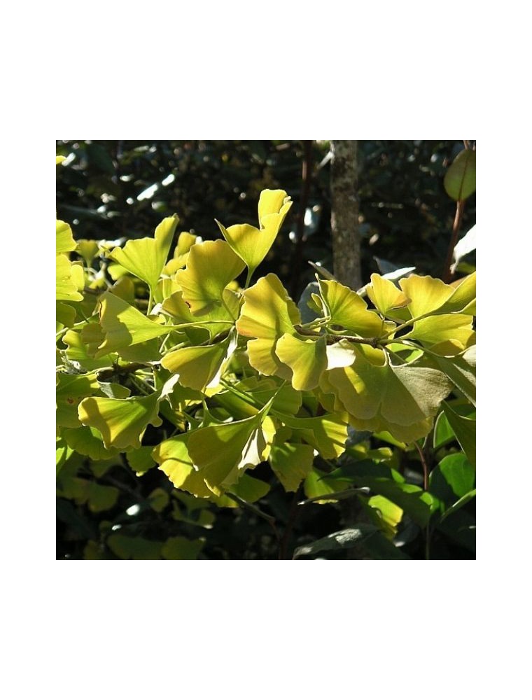 【アルファジェム】　イチョウ　ジェモレメディ  《血液循環、集中力、記憶力改善に》 濃縮タイプ・約3か月分 【50mlサイズ】 （植物単体） Ginko　BIO【Ginkgo Macerat de jeunes pousses Bio - Ginkgo biloba - Alphagem】