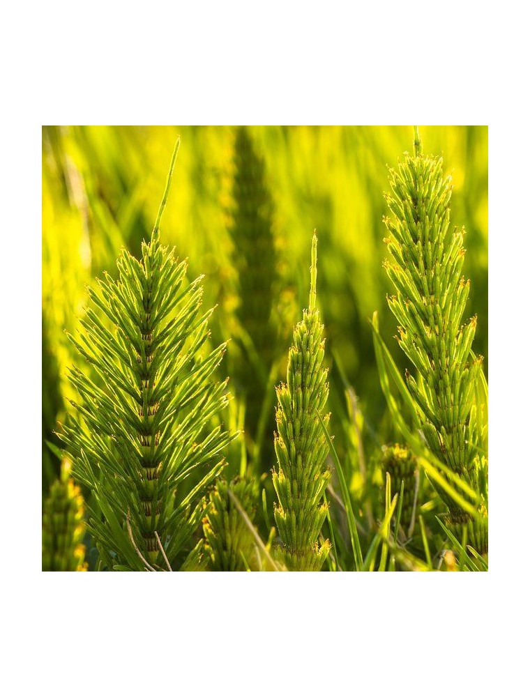 【アルファジェム】　スギナ　ジェモレメディ  《骨粗しょう症・関節炎予防・爪、髪のケアに》　濃縮タイプ・約3か月分 【50mlサイズ】 （植物単体）Prele BIO　【Prele Macerat de jeunes pousses Bio - Equisetum arvense - Alphagem】