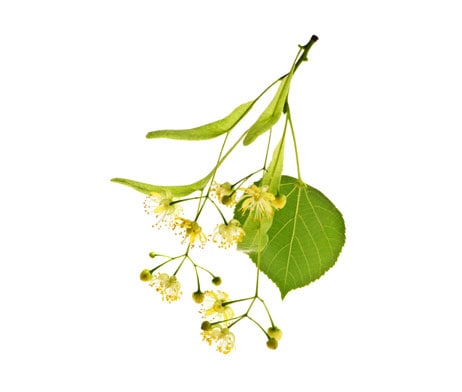 【エルビオリス】　ナツボダイジュ　タンチュメール　（ハーブチンキ）　《安らかな睡眠の促進と神経疲労の緩和に》　Tilia platyphyllos ＜BIOオーガニック＞ extrait de Tilleul bractee - Herbiolys  50ml