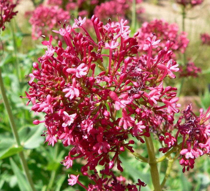 【エルビオリス】　レッドバレリアン （ベニカノコソウ）　タンチュメール　（ハーブチンキ）　《睡眠障害、神経過敏、不安症に》　Centranthus ruber ＜BIOオーガニック＞ extrait de Centranthe rouge - Herbiolys 50ml