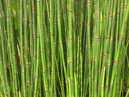 【エルビオリス】　トクサ　（冬スギナ・日本スギナ） タンチュメール　《骨粗しょう症予防・夜尿症に》  Equisetum hyemale （ハーブチンキ）　＜BIOオーガニック＞ extrait de Prele d'hiver - Herbiolys 50ml