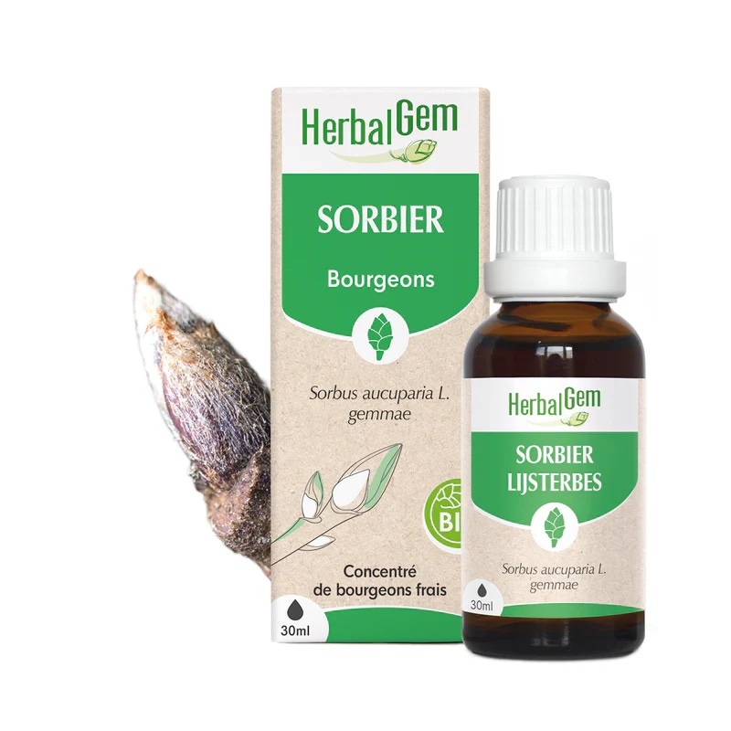 【ハーバルジェム】　サービスツリー　/　セイヨウナナカマド　ジェモエッセンス　《循環器系の向上に》　Sorbier　(Sorbus domestica gemmae) 　ジェモセラピー　（オーガニック）　【新サイズ30ml】 HerbalGem