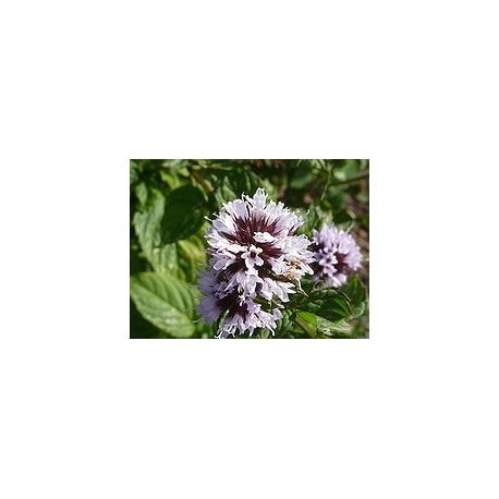 ★数量限定セール★【ドロメッセンス】　ベルガモットミント　精油　（希少）　【有機（オーガニック）】 Mentha X citrata 《Menthe Bergamote》　BIO 5ml　