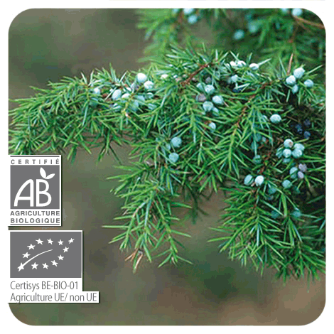 ジュニパー/ジュ二パーベリー(実付き小枝) 【有機】 BIO Juniperus communis 5ml