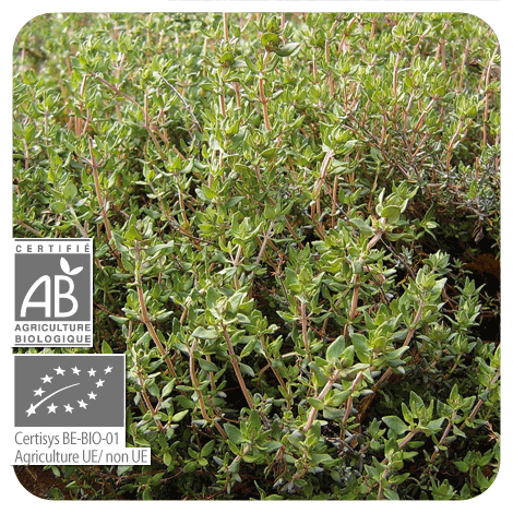 【プラナロム】　タイム・チモール　精油（エッセンシャルオイル）【有機】　(BIO)　Thymus vulgaris CT（Thymol）5ml