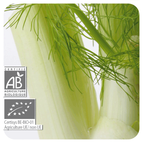 【プラナロム】　フェンネル　（ウイキョウ）精油（エッセンシャルオイル）【有機】　(BIO)　 Foeniculum vulgare 10ml