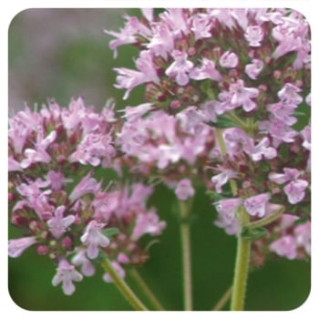 マジョラム ＣＴツヤノール　Marjolaine Ct Thujanol 5ml