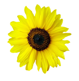 【アロマゾーン】　植物性セラミド　＜お得な30ml＞