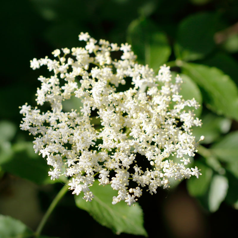 ̳ƻեNORTH FARM STOCKʥΡեॹȥå