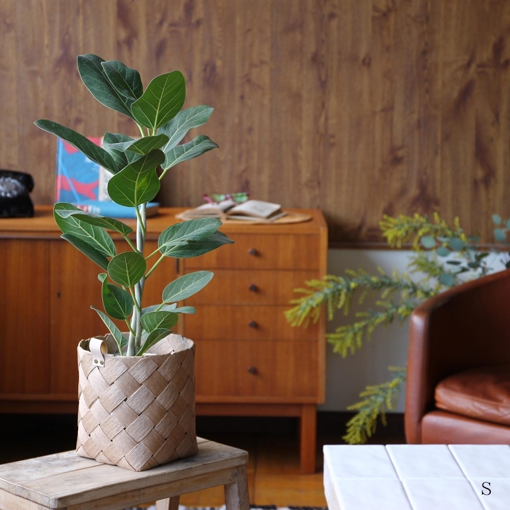 �Υ�ǥ��å��ڡ��ѡ��Х����å� �饦���