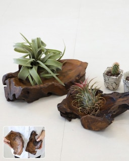 shanti / ���������ä��ȥ쥤L