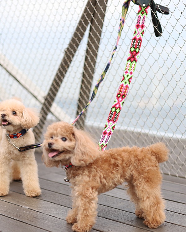 tesoro / ڥåѥ꡼ / ߥ ꡼