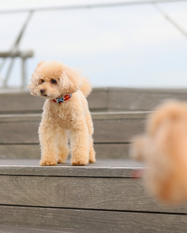 tesoro / ڥåѼ / ߥ 25cm / ͥӡ [᡼о]