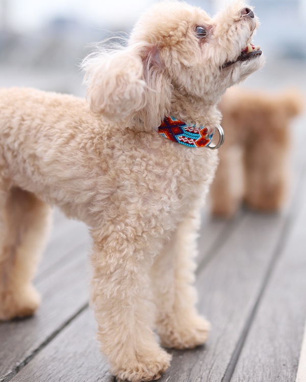 tesoro / ڥåѼ / ߥ 25cm / ͥӡ [᡼о]