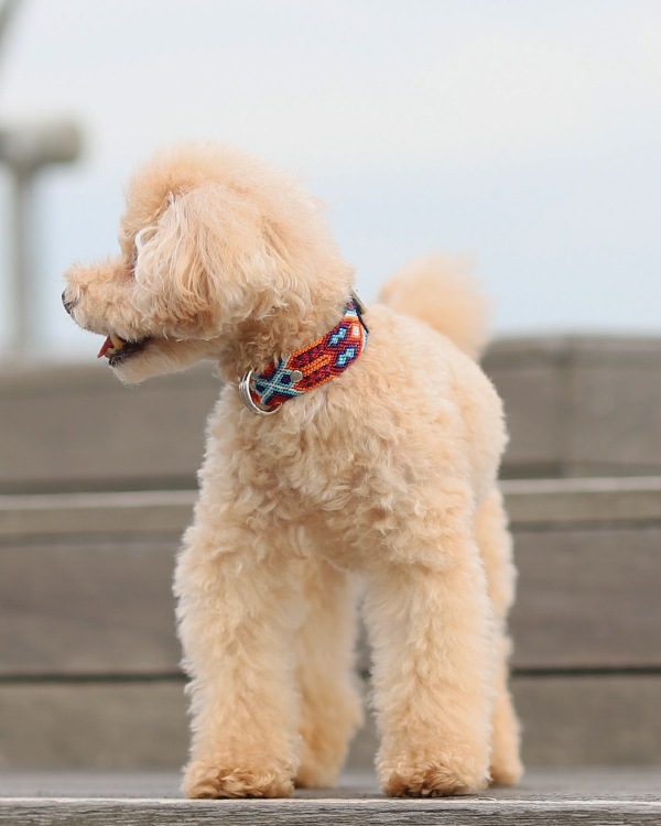 tesoro / ڥåѼ / ߥ 25cm / ͥӡ [᡼о]