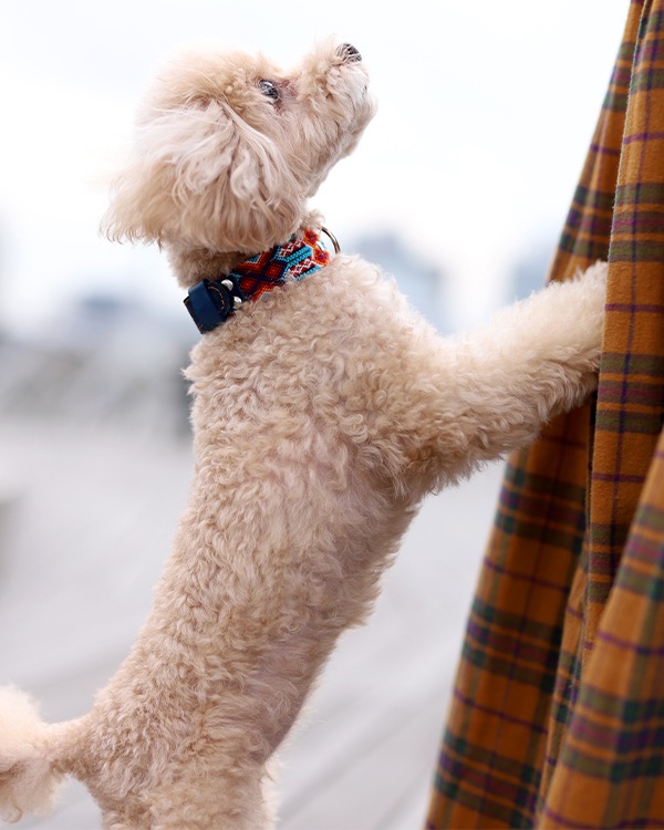 tesoro / ڥåѼ / ߥ 25cm / ͥӡ [᡼о]