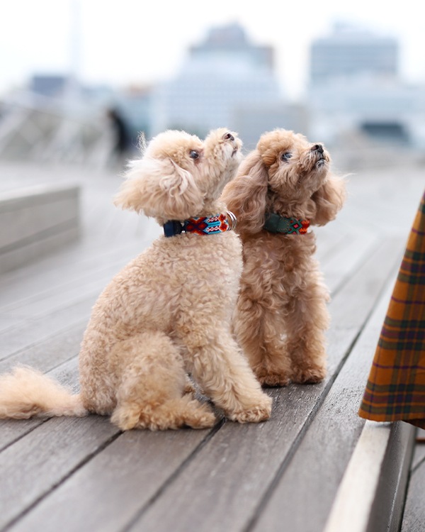 tesoro / ڥåѼ / ߥ 25cm / ͥӡ [᡼о]