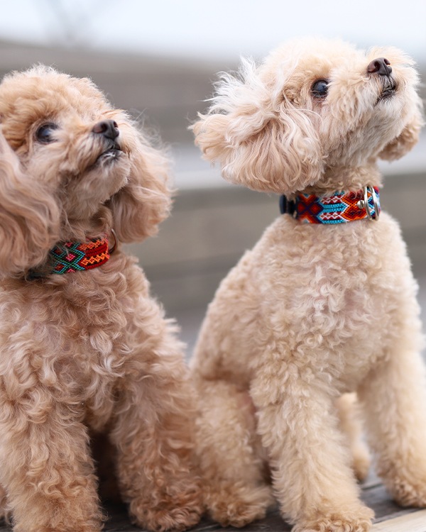 tesoro / ڥåѼ / ߥ 25cm / ͥӡ [᡼о]