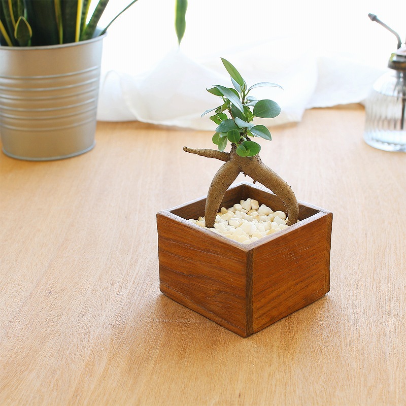 shanti / ������ �ܥå���