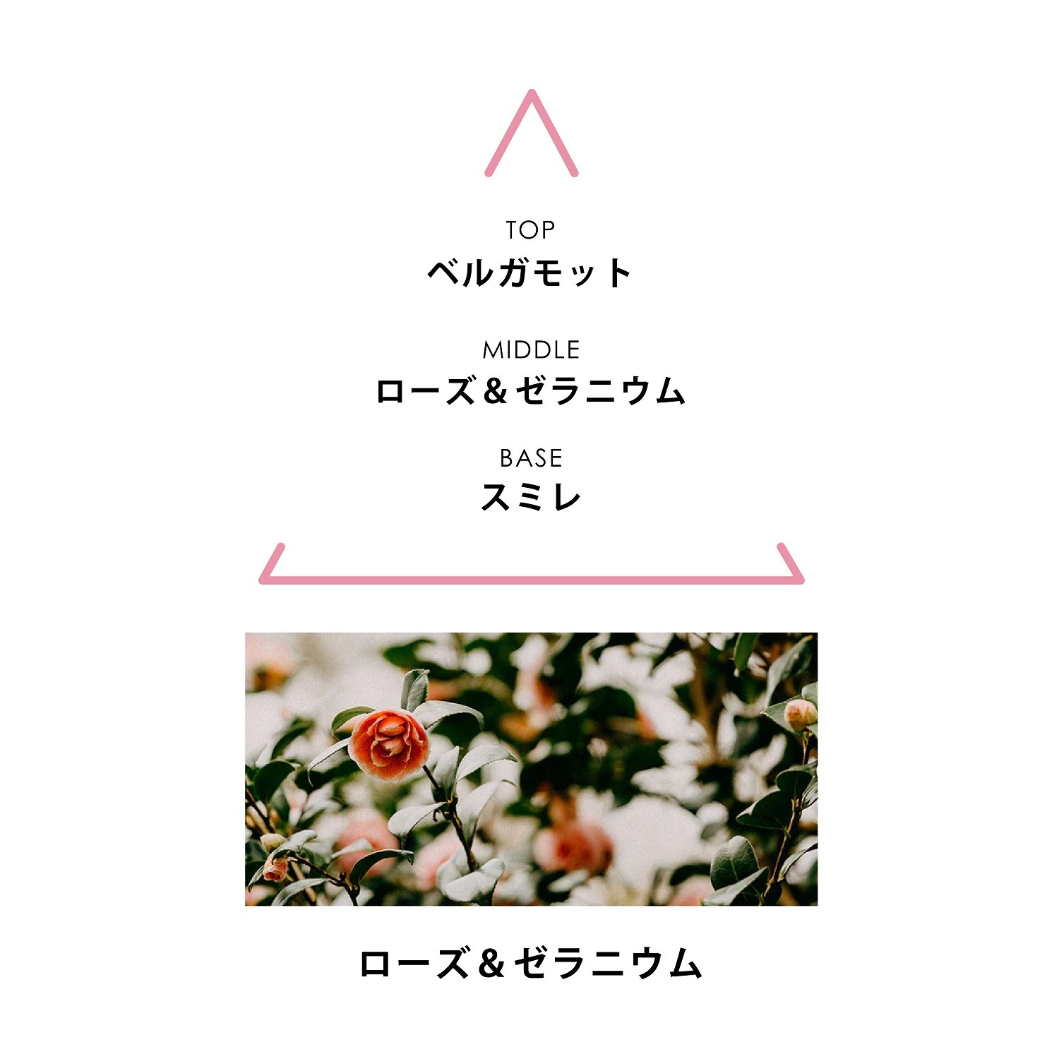 ボタニカルコロン アクアパラディシ