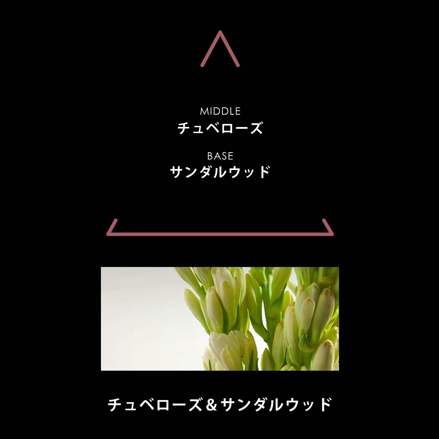 シグネチャー チュベローザ