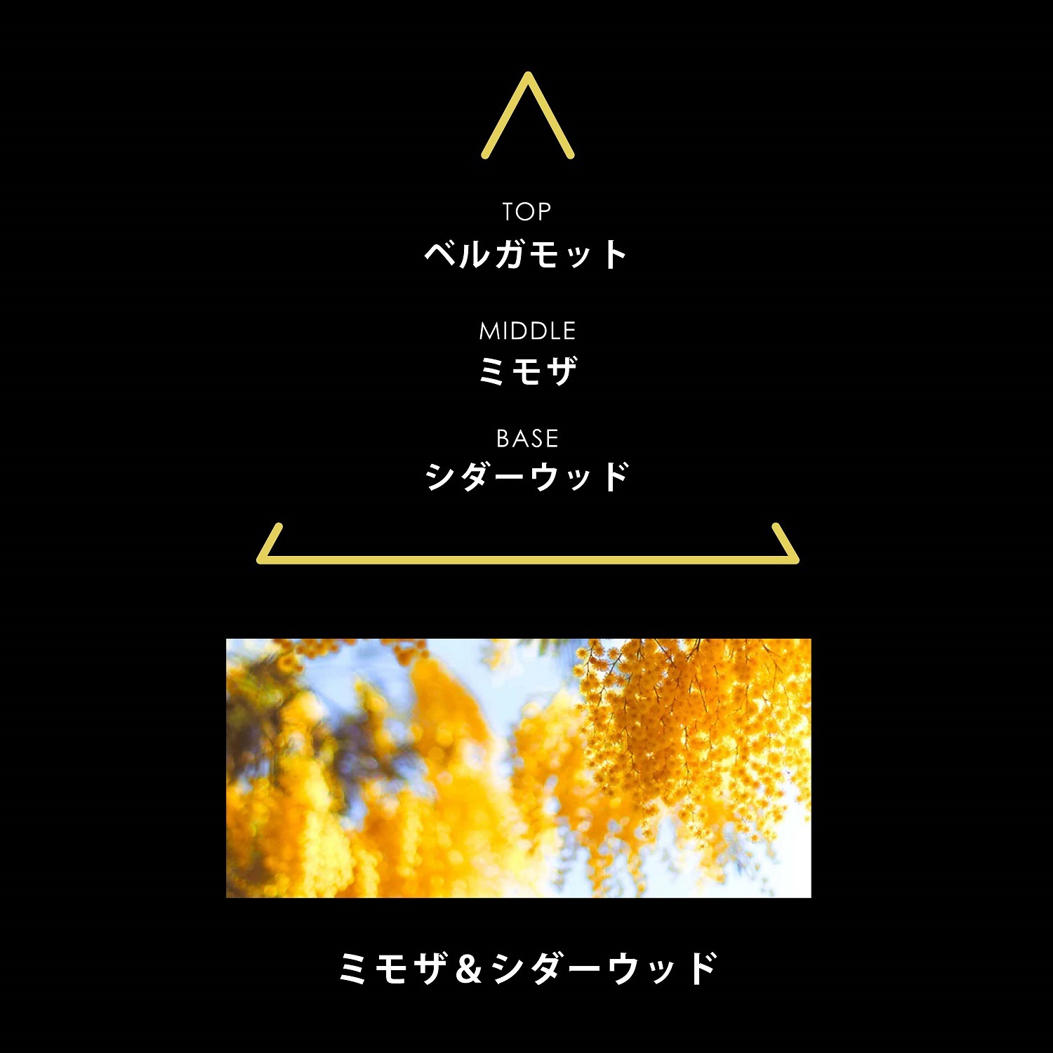 シグネチャー ミモザ