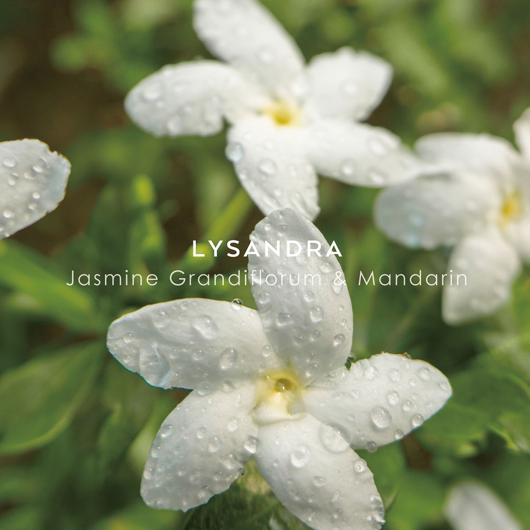 シンギュラー オーデパルファム リサンドラ