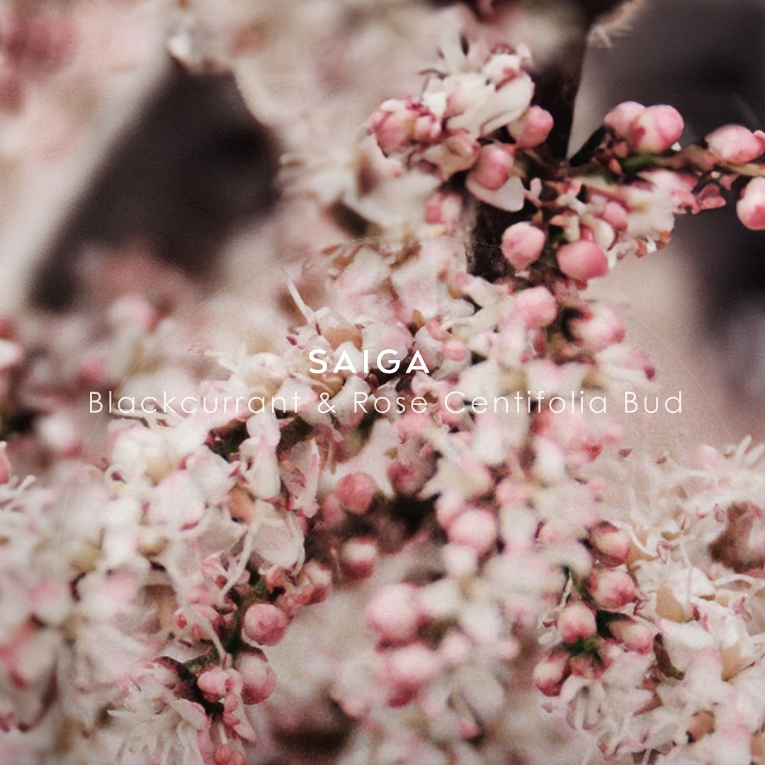 シンギュラー オーデパルファム サイガ