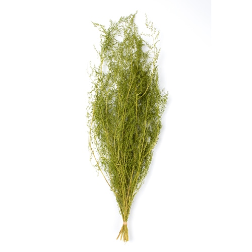 シャワーグラス グリーン