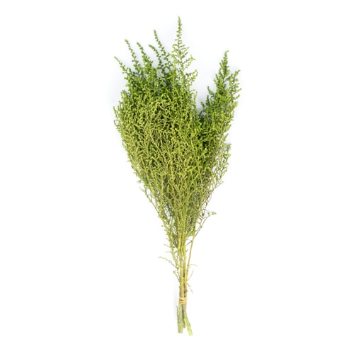 ストーベ　ウォッシュグリーン