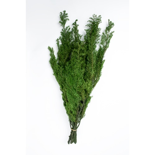 ヒムロスギ フォレストグリーン