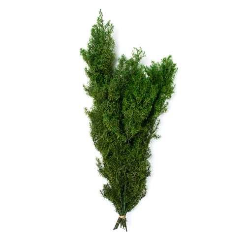 ヒムロスギ・ショート フォレストグリーン