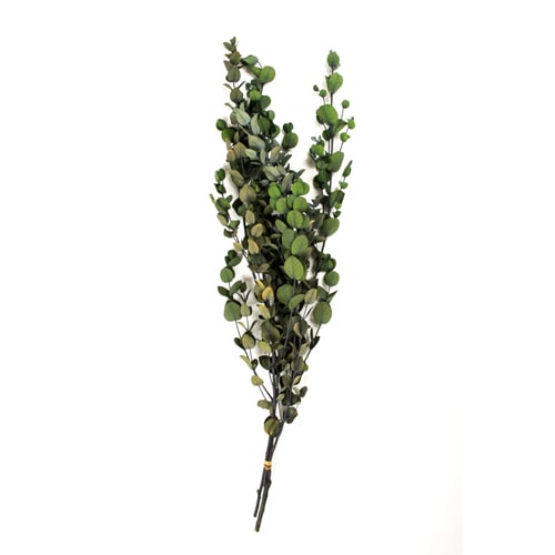 グニーユーカリ グリーン