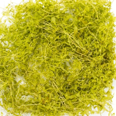 サンウィーバイン ライムグリーン