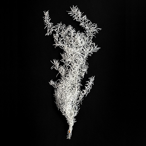 アスパラ・スプレンゲリー オフホワイト