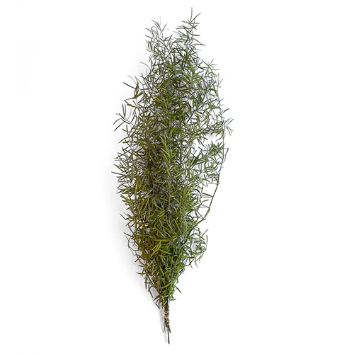 アスパラ・スプレンゲリー ライムグリーン