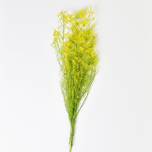 カスピア イエロー/グリーン