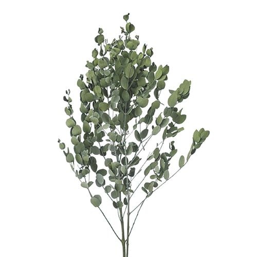 グニーユーカリ　シルバーグリーン