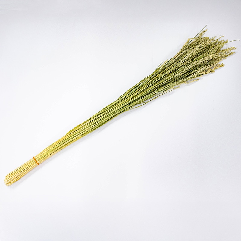 イナホ(稲穂) 70g