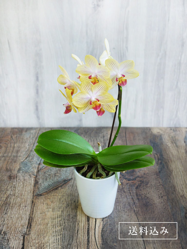 【産地直送】椎名洋ラン園 マイクロ胡蝶蘭1本立ち|イエロー系|送料込み*